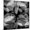 Floral Petals Upon Petals-Winfred Evers-Mounted Photographic Print