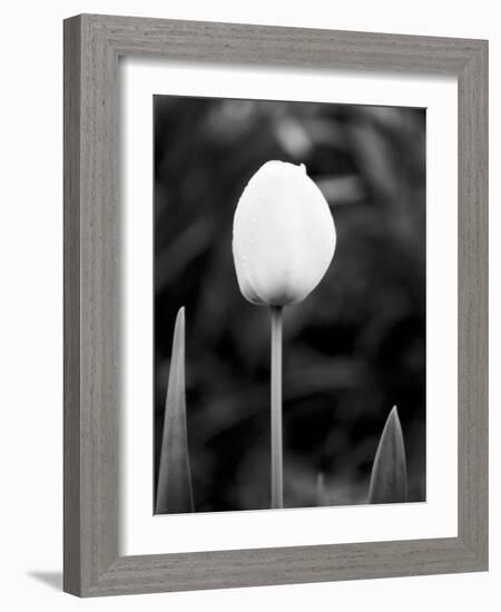 Floral Portrait III-Jeff Pica-Framed Art Print