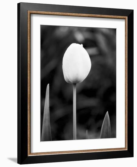 Floral Portrait III-Jeff Pica-Framed Art Print