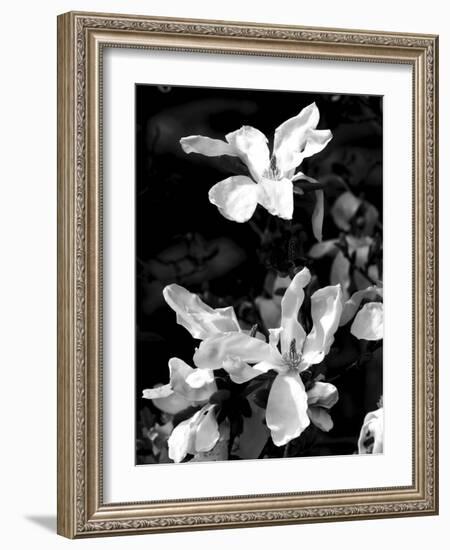 Floral Portrait VI-Jeff Pica-Framed Art Print