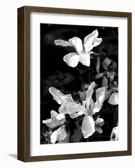 Floral Portrait VI-Jeff Pica-Framed Art Print