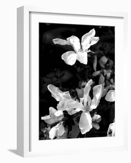 Floral Portrait VI-Jeff Pica-Framed Art Print