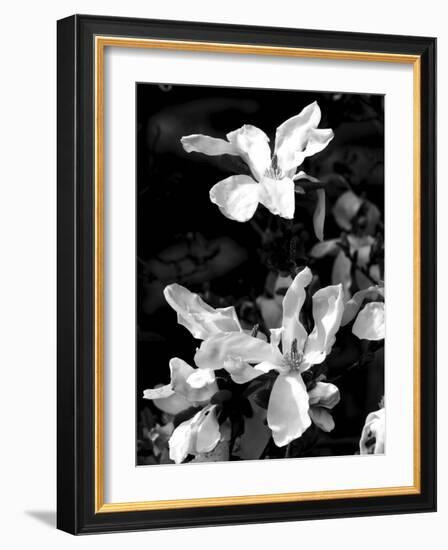 Floral Portrait VI-Jeff Pica-Framed Art Print