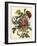 Floral Posy II-Giovanni Ferrari-Framed Art Print