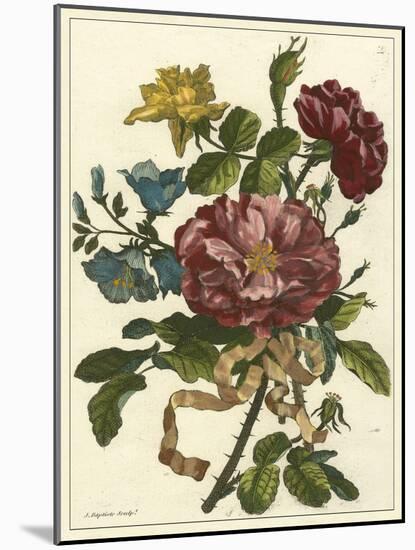 Floral Posy II-Giovanni Ferrari-Mounted Art Print