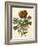 Floral Posy III-Giovanni Ferrari-Framed Art Print