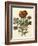 Floral Posy III-Giovanni Ferrari-Framed Art Print