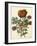 Floral Posy III-Giovanni Ferrari-Framed Art Print