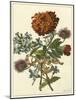 Floral Posy III-Giovanni Ferrari-Mounted Art Print