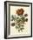 Floral Posy III-Giovanni Ferrari-Framed Art Print