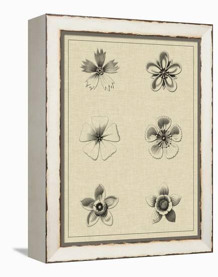 Floral Rosette II-Vision Studio-Framed Stretched Canvas