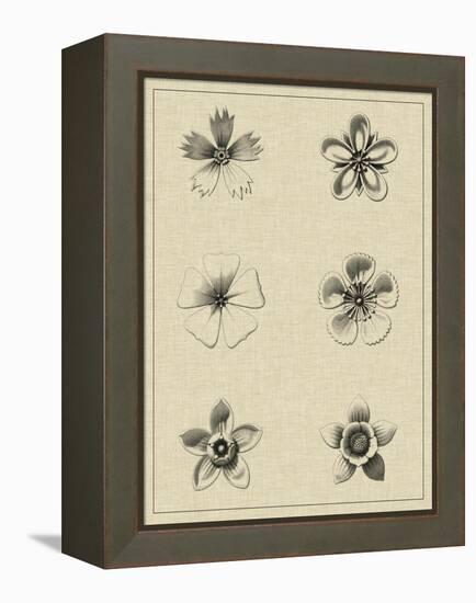 Floral Rosette II-Vision Studio-Framed Stretched Canvas