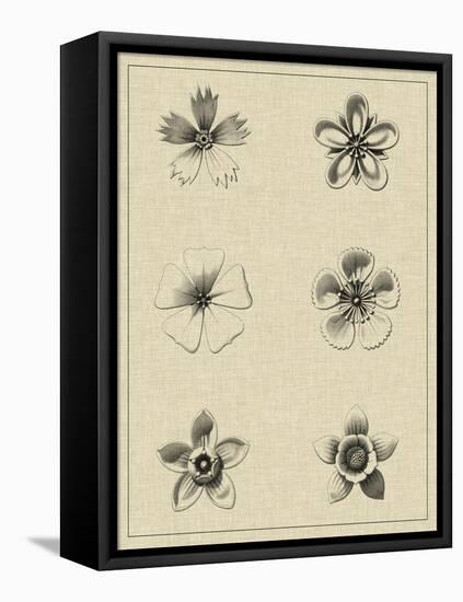 Floral Rosette II-Vision Studio-Framed Stretched Canvas