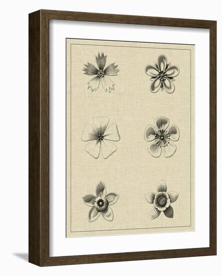 Floral Rosette II-Vision Studio-Framed Art Print