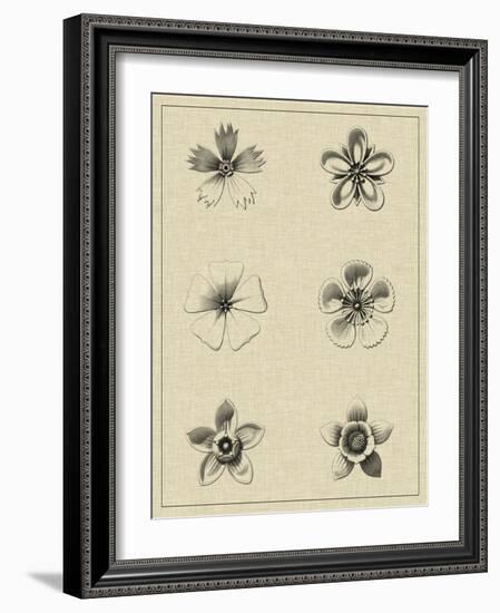 Floral Rosette II-Vision Studio-Framed Art Print