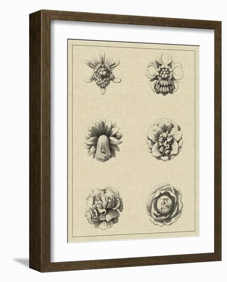 Floral Rosette III-Vision Studio-Framed Art Print