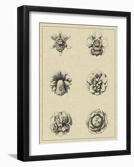 Floral Rosette III-Vision Studio-Framed Art Print