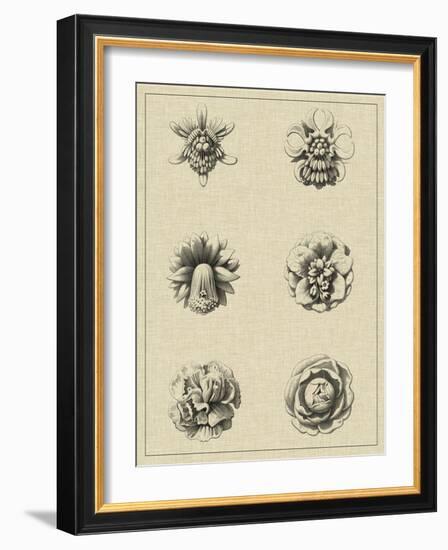 Floral Rosette III-Vision Studio-Framed Art Print