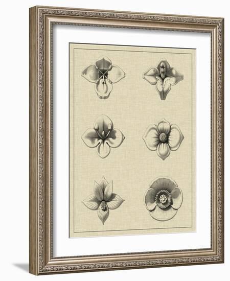 Floral Rosette IV-Vision Studio-Framed Art Print