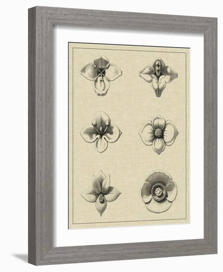 Floral Rosette IV-Vision Studio-Framed Art Print