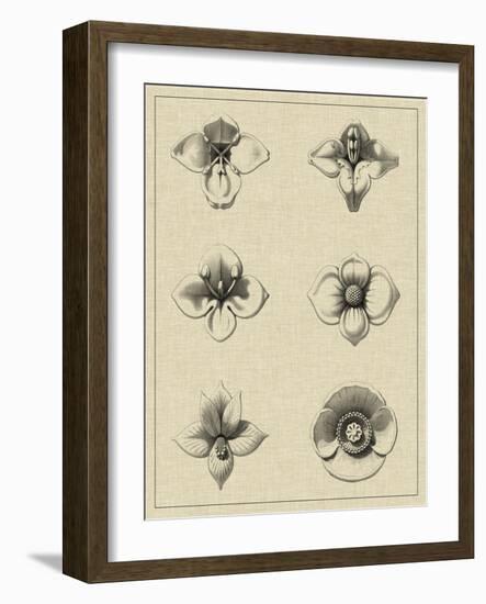 Floral Rosette IV-Vision Studio-Framed Art Print