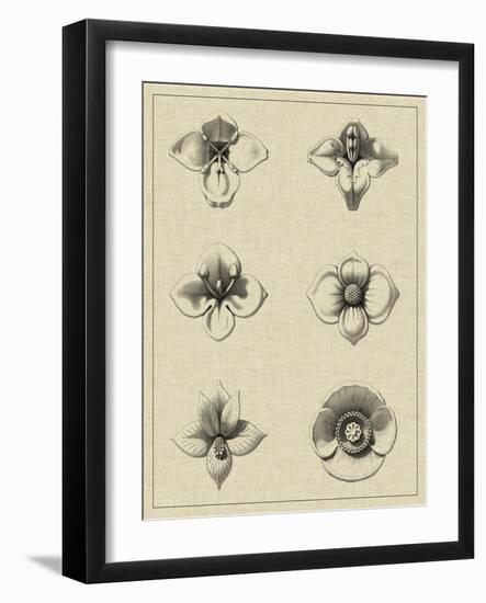 Floral Rosette IV-Vision Studio-Framed Art Print