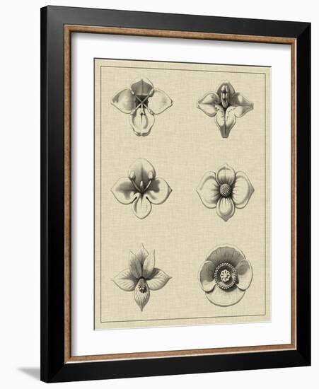 Floral Rosette IV-Vision Studio-Framed Art Print