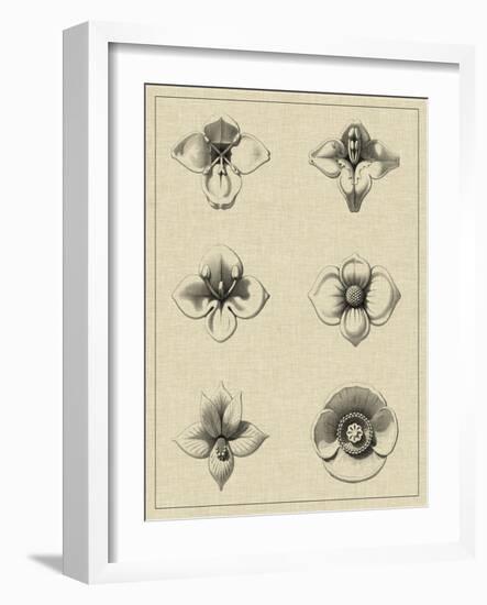 Floral Rosette IV-Vision Studio-Framed Art Print