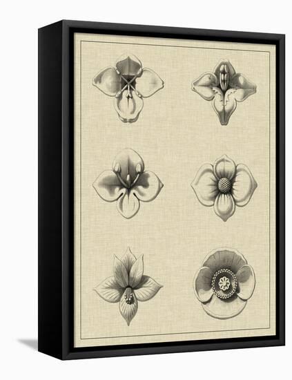 Floral Rosette IV-Vision Studio-Framed Stretched Canvas