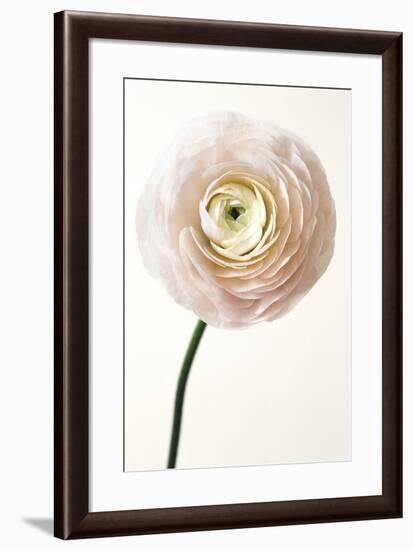 Floral Royale-Irene Suchocki-Framed Giclee Print