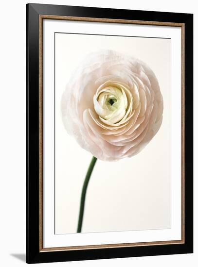 Floral Royale-Irene Suchocki-Framed Giclee Print