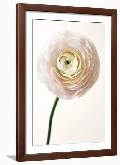 Floral Royale-Irene Suchocki-Framed Giclee Print