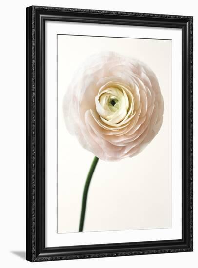 Floral Royale-Irene Suchocki-Framed Giclee Print