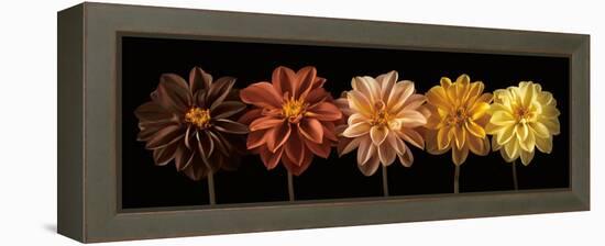 Floral Salute-Assaf Frank-Framed Stretched Canvas