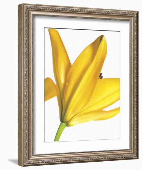 Floral Saturation I-Boyce Watt-Framed Giclee Print