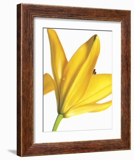 Floral Saturation I-Boyce Watt-Framed Giclee Print