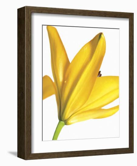 Floral Saturation I-Boyce Watt-Framed Giclee Print