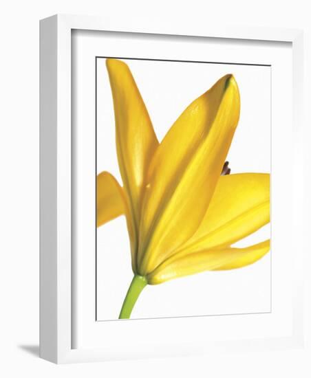 Floral Saturation I-Boyce Watt-Framed Giclee Print