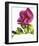 Floral Saturation II-Boyce Watt-Framed Giclee Print