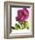 Floral Saturation II-Boyce Watt-Framed Giclee Print