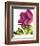 Floral Saturation II-Boyce Watt-Framed Giclee Print