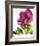 Floral Saturation II-Boyce Watt-Framed Giclee Print