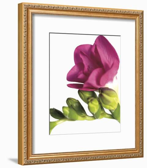 Floral Saturation II-Boyce Watt-Framed Giclee Print