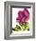 Floral Saturation II-Boyce Watt-Framed Giclee Print