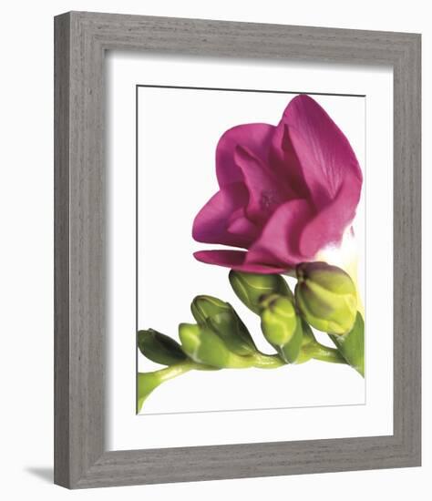 Floral Saturation II-Boyce Watt-Framed Giclee Print