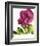 Floral Saturation II-Boyce Watt-Framed Giclee Print