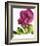 Floral Saturation II-Boyce Watt-Framed Giclee Print