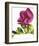 Floral Saturation II-Boyce Watt-Framed Giclee Print