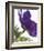 Floral Saturation III-Boyce Watt-Framed Giclee Print