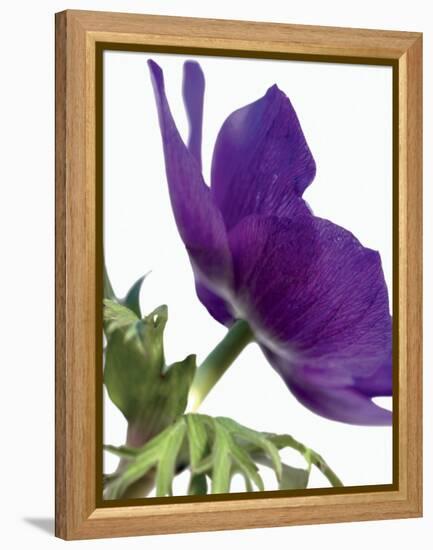 Floral Saturation III-Boyce Watt-Framed Stretched Canvas